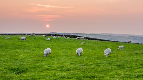 Flock of sheep grazing on grassy field against sky during sunset