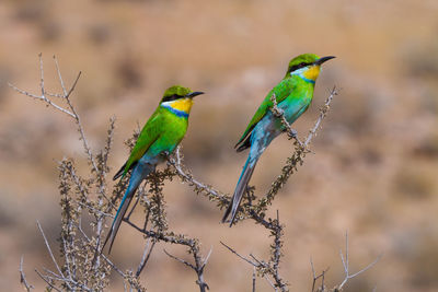 Close-up of birds perching on branch