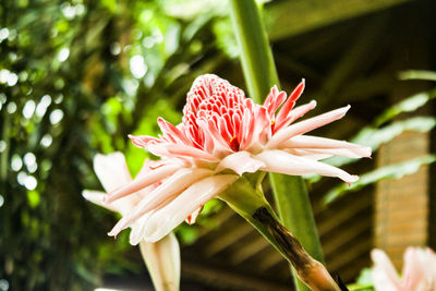 Close-up of pink flower