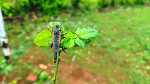 Close-up of insect on leaf