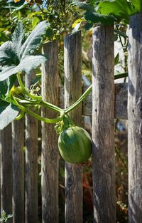 Close-up of fruit growing on tree