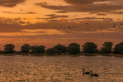 Birds flying over lake against sky during sunset