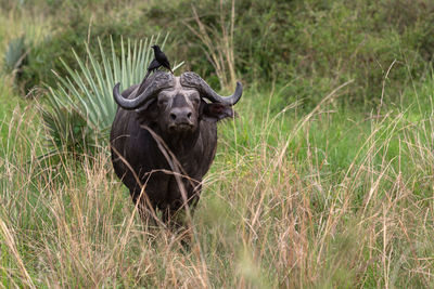 African buffalo, syncerus caffer, murchison falls national park, uganda