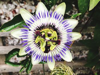 Close-up of purple flower