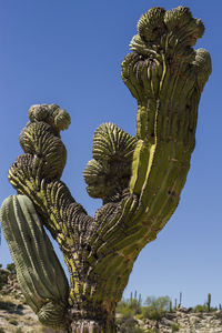 Close-up of cactus against clear sky