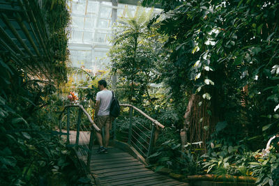 Rear view of man walking on footbridge in greenhouse