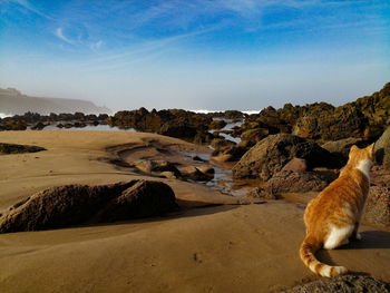 View of a cat on rock