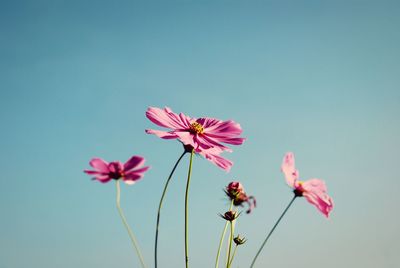 Close-up of pink cosmos flowers against blue sky