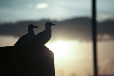 Silhouette bird perching on a sunset