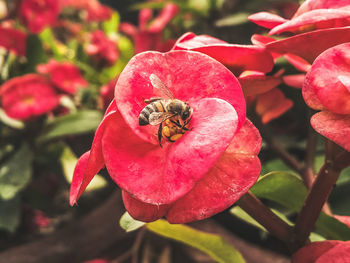 Close-up of bee on flower