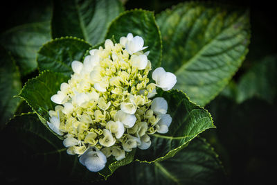 Close-up of white flowers blooming outdoors