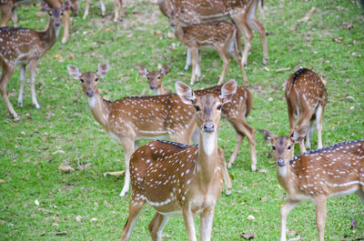 Deer standing in a field