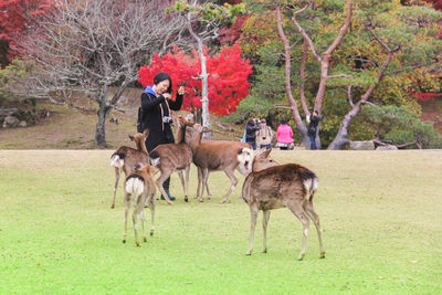 Horses on field by trees during autumn