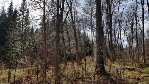 Bare trees in forest