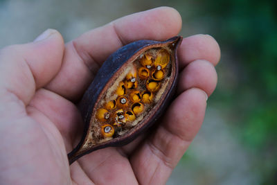 Close-up of hand holding plant