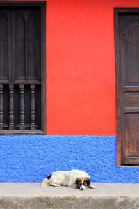 Portrait of dog on street