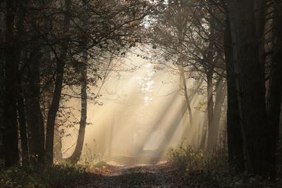 Sunlight streaming through trees in forest