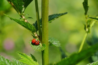 Lady bugs on leaf