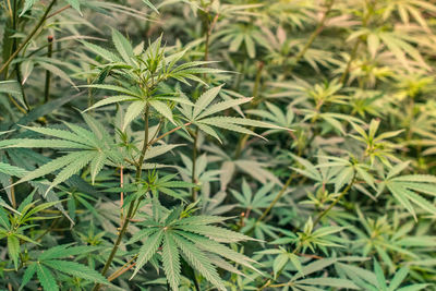 Wild cannabis sativa growing in himalaya
