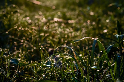 Morning dew drop fall on the small green grass leaf close-up shot in the morning time.