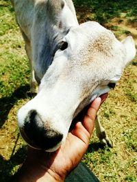 Close-up of hand holding horse