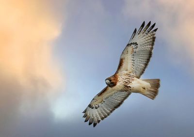 Low angle view of bird flying against sky