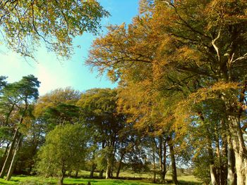 Low angle view of trees in forest during autumn