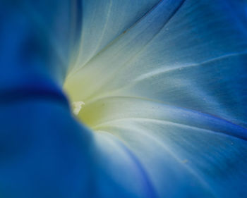 Full frame shot of purple flower