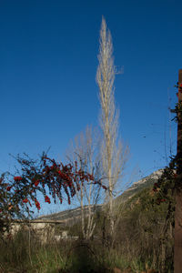 Trees on field against clear blue sky