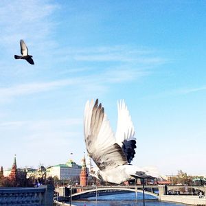 Seagull flying against cloudy sky