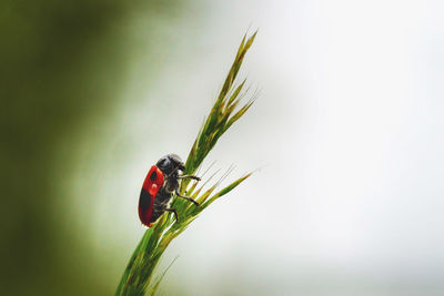 Close-up of ladybug on plant