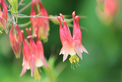 Close-up of red flower