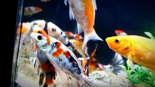 Close-up of fish in aquarium