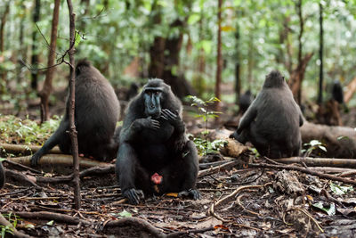 Monkeys sitting in a forest