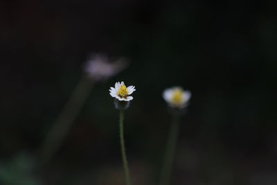 Close-up of white flowering plant