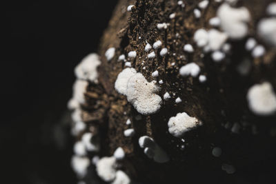 Close-up of snow on black background