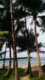 Palm trees by sea