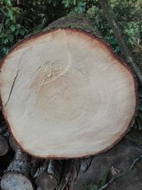 Close-up of tree stump in forest