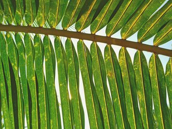 Low angle view of palm coconut leaves