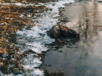 Close-up of crab in lake