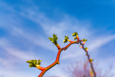 Low angle view of plant against sky