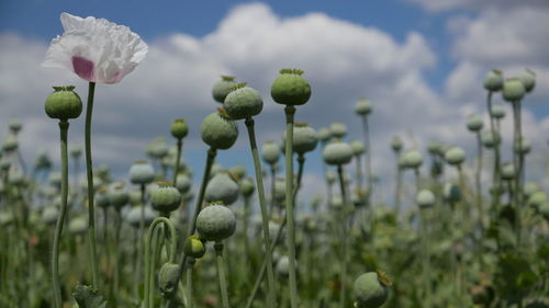 Close-up of poppy flowers against sky