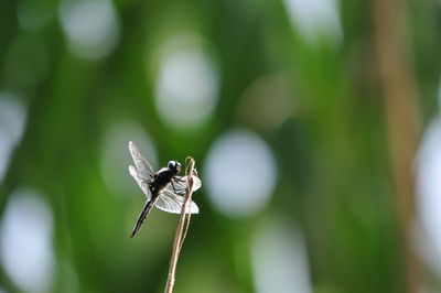 Close-up of insect on leaf