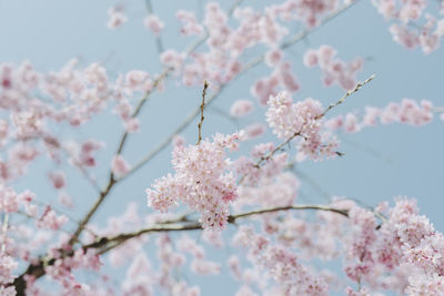 Low angle view of cherry blossoms against sky