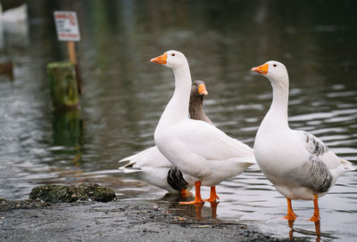 Geese perching on a lake
