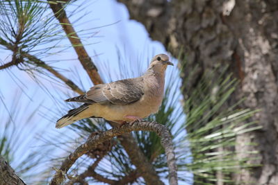 Low angle view of bird perching on tree