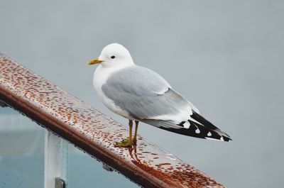 Close-up of seagull perching on pole against sky