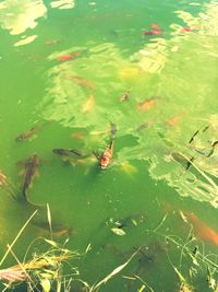 High angle view of turtle swimming in water