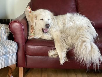 White dog resting on sofa at home