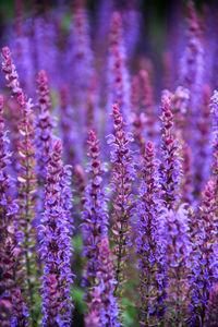 Closeup of lupin flowers.